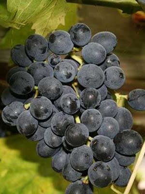 Uva-Moscato-D'Adda-Nero su naturando il vivaio per il tuo giardino con una vasta gamma di prodotti per la cura delle piante