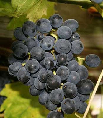 Uva-Moscato-D'Adda-Nero su naturando il vivaio per il tuo giardino con una vasta gamma di prodotti per la cura delle piante