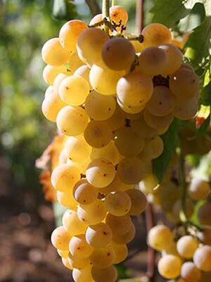 Uva-Moscato-di-Terracina su naturando il vivaio per il tuo giardino con una vasta gamma di prodotti per la cura delle piante