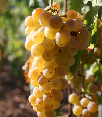 Uva-Moscato-di-Terracina su naturando il vivaio per il tuo giardino con una vasta gamma di prodotti per la cura delle piante