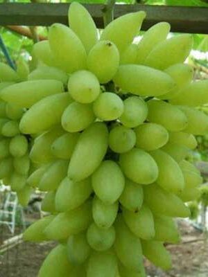 Uva-Pizzutello-Bianco su naturando il vivaio per il tuo giardino con una vasta gamma di prodotti per la cura delle piante