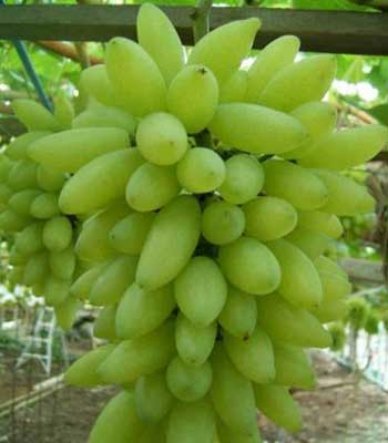 Uva-Pizzutello-Bianco su naturando il vivaio per il tuo giardino con una vasta gamma di prodotti per la cura delle piante