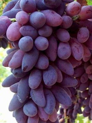 Uva-Pizzutello-Nero su naturando il vivaio per il tuo giardino con una vasta gamma di prodotti per la cura delle piante