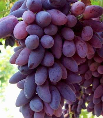 Uva-Pizzutello-Nero su naturando il vivaio per il tuo giardino con una vasta gamma di prodotti per la cura delle piante