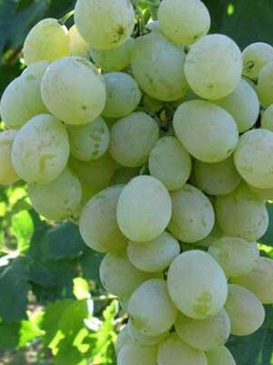 Uva-Regina-di-Firenze su naturando il vivaio per il tuo giardino con una vasta gamma di prodotti per la cura delle piante