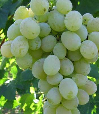 Uva-Regina-di-Firenze su naturando il vivaio per il tuo giardino con una vasta gamma di prodotti per la cura delle piante