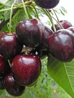 Visciola-di-Ancona su naturando il vivaio per il tuo giardino con una vasta gamma di prodotti per la cura delle piante