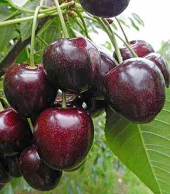 Visciola-di-Ancona su naturando il vivaio per il tuo giardino con una vasta gamma di prodotti per la cura delle piante