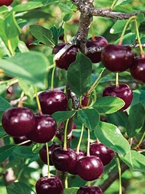 Visciola-di-Germania su naturando il vivaio per il tuo giardino con una vasta gamma di prodotti per la cura delle piante