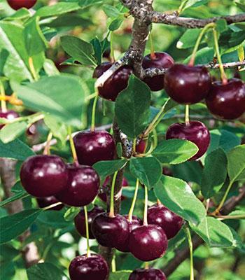Visciola-di-Germania su naturando il vivaio per il tuo giardino con una vasta gamma di prodotti per la cura delle piante