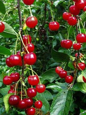 Visciole-di-pagno su naturando il vivaio per il tuo giardino con una vasta gamma di prodotti per la cura delle piante