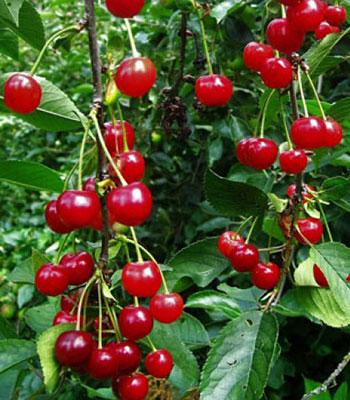 Visciole-di-pagno su naturando il vivaio per il tuo giardino con una vasta gamma di prodotti per la cura delle piante