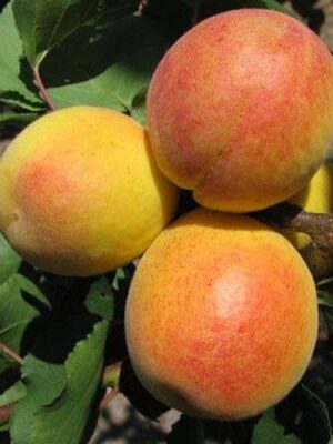 albicocca-di-monteporzio su naturando il vivaio per il tuo giardino con una vasta gamma di prodotti per la cura delle piante