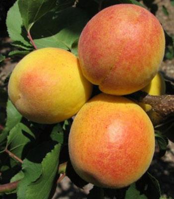 albicocca-di-monteporzio su naturando il vivaio per il tuo giardino con una vasta gamma di prodotti per la cura delle piante