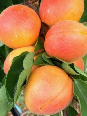 albicocca-pisana su naturando il vivaio per il tuo giardino con una vasta gamma di prodotti per la cura delle piante