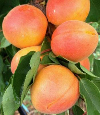 albicocca-pisana su naturando il vivaio per il tuo giardino con una vasta gamma di prodotti per la cura delle piante