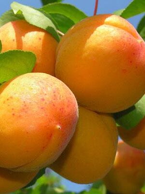 albicocca-reale-imola su naturando il vivaio per il tuo giardino con una vasta gamma di prodotti per la cura delle piante