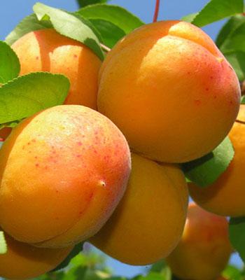 albicocca-reale-imola su naturando il vivaio per il tuo giardino con una vasta gamma di prodotti per la cura delle piante