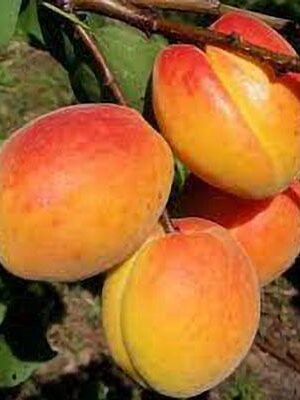 albicocca-rubini-maria su naturando il vivaio per il tuo giardino con una vasta gamma di prodotti per la cura delle piante