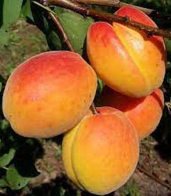 albicocca-rubini-maria su naturando il vivaio per il tuo giardino con una vasta gamma di prodotti per la cura delle piante