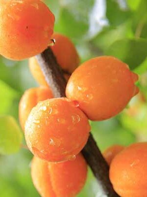 piante di albicocchi su naturando dal 1997 il vivaio per il tuo giardino