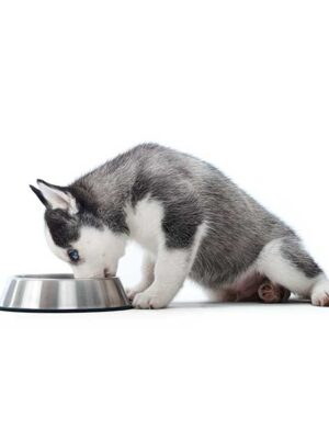 scopri il cibo umido per cani su naturando dal 1997