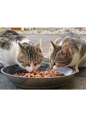 scopri i prodotti di cibo umido per gatti