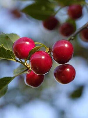 piante di ciliege docli su naturando dal 1997 il vivaio per il tuo giardino