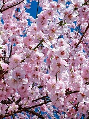 piante di ciliegi in fiore su naturando dal 1997 il vivaio per il tuo giardino