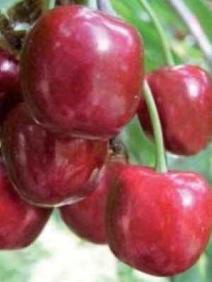 ciliegia-new-star su naturando il vivaio per il tuo giardino con una vasta gamma di prodotti per la cura delle piante