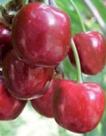 ciliegia-new-star su naturando il vivaio per il tuo giardino con una vasta gamma di prodotti per la cura delle piante