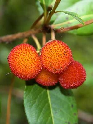 corbezzolo caresa marina su naturando il vivaio per il tuo giardino con una vasta gamma di prodotti per la cura delle piante