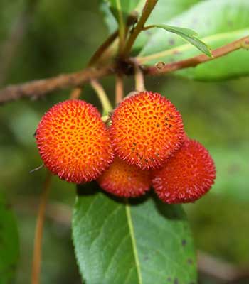 corbezzolo caresa marina su naturando il vivaio per il tuo giardino con una vasta gamma di prodotti per la cura delle piante