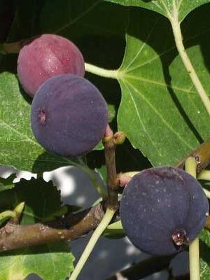 piante di fichi su naturando dal 1997 il vivaio per il tuo giardino
