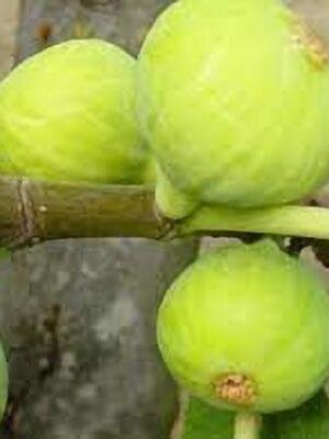 fico-dottato su naturando il vivaio per il tuo giardino con una vasta gamma di prodotti per la cura delle piante