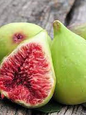 fico-gentile su naturando il vivaio per il tuo giardino con una vasta gamma di prodotti per la cura delle piante