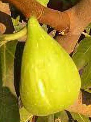 fico-melanzana-bianca su naturando il vivaio per il tuo giardino con una vasta gamma di prodotti per la cura delle piante