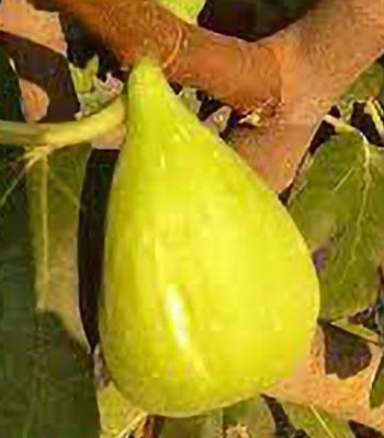 fico-melanzana-bianca su naturando il vivaio per il tuo giardino con una vasta gamma di prodotti per la cura delle piante