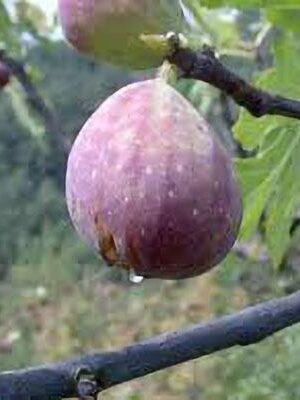 fico-melanzana-nero su naturando il vivaio per il tuo giardino con una vasta gamma di prodotti per la cura delle piante