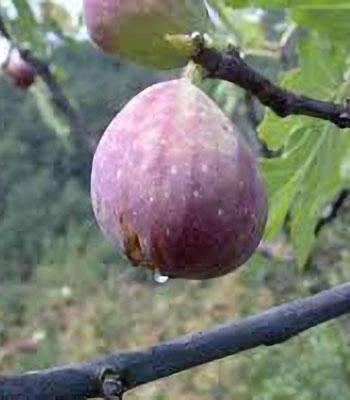 fico-melanzana-nero su naturando il vivaio per il tuo giardino con una vasta gamma di prodotti per la cura delle piante