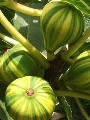 fico-panascè su naturando il vivaio per il tuo giardino con una vasta gamma di prodotti per la cura delle piante