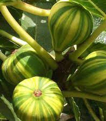 fico-panascè su naturando il vivaio per il tuo giardino con una vasta gamma di prodotti per la cura delle piante