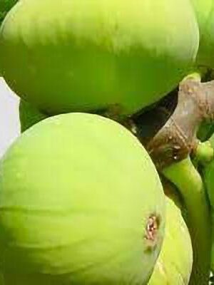 fico-panino su naturando il vivaio per il tuo giardino con una vasta gamma di prodotti per la cura delle piante