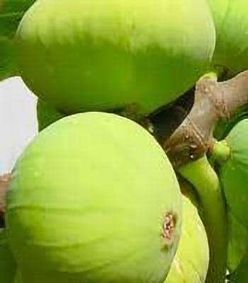 fico-panino su naturando il vivaio per il tuo giardino con una vasta gamma di prodotti per la cura delle piante