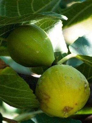 fico-reale su naturando il vivaio per il tuo giardino con una vasta gamma di prodotti per la cura delle piante