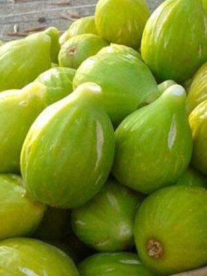 fico-san giovanni su naturando il vivaio per il tuo giardino con una vasta gamma di prodotti per la cura delle piante