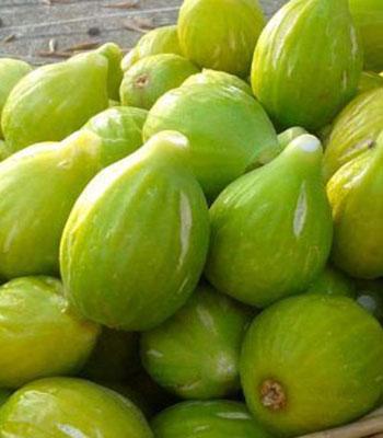 fico-san giovanni su naturando il vivaio per il tuo giardino con una vasta gamma di prodotti per la cura delle piante