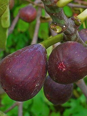 fico-turca su naturando il vivaio per il tuo giardino con una vasta gamma di prodotti per la cura delle piante