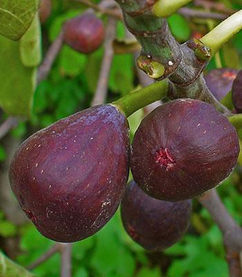 fico-turca su naturando il vivaio per il tuo giardino con una vasta gamma di prodotti per la cura delle piante