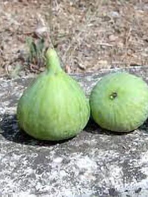 fico-verdone su naturando il vivaio per il tuo giardino con una vasta gamma di prodotti per la cura delle piante